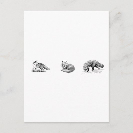 レッドキツネラインアート ポストカード (正面)