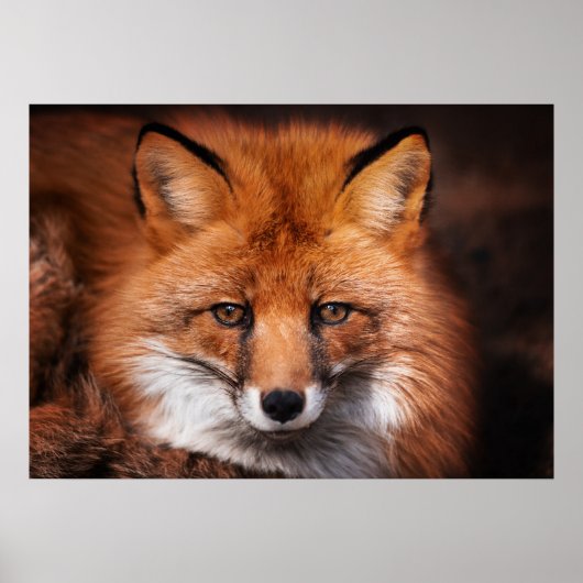 レッドキツネワイルドウッドランド動物 ポスター (正面)