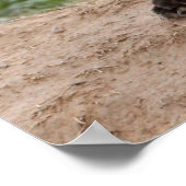 レッドキツネ及びベビー ポスター (角)