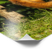 レッドキツネ美しい フォトプリント            (角)