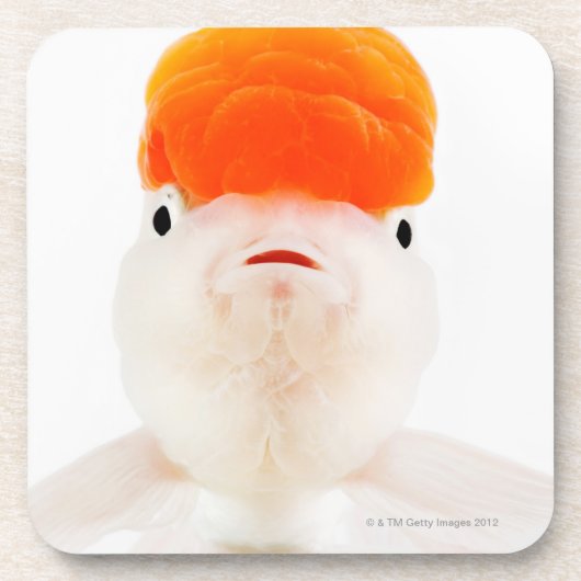 レッドキャップのlionheadの金魚(フナのauratus) コースター (正面)