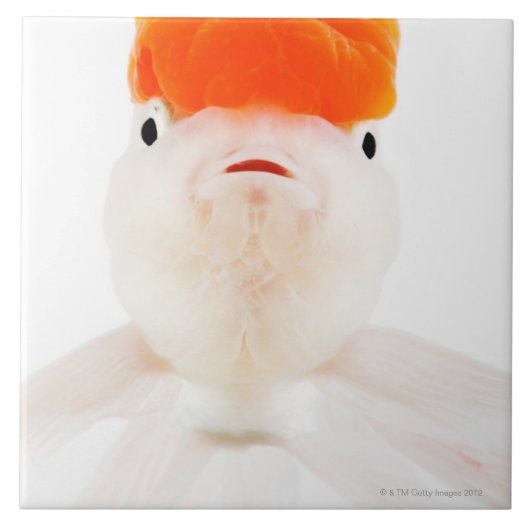 レッドキャップのlionheadの金魚(フナのauratus) タイル (正面)