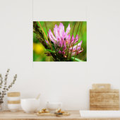 レッドクローバープリント ポスター (キッチン)