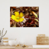 レッドクローバー花 ポスター (キッチン)