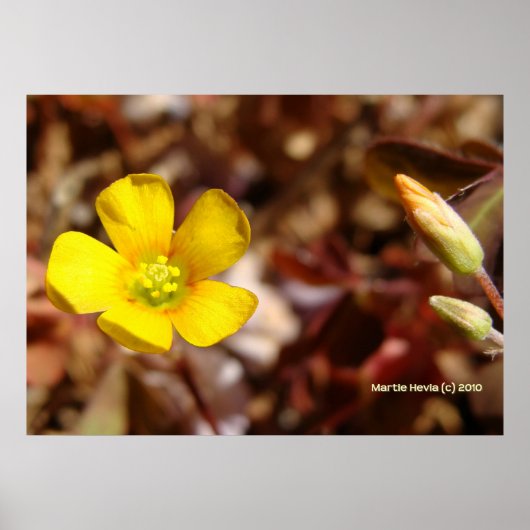 レッドクローバー花 ポスター (正面)