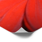 レッドゲルベラデイジーポスター ポスター (角)