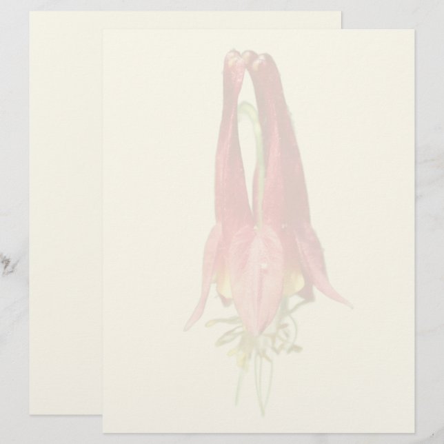 レッドコロンバインの花 レターヘッド (正面/裏面)