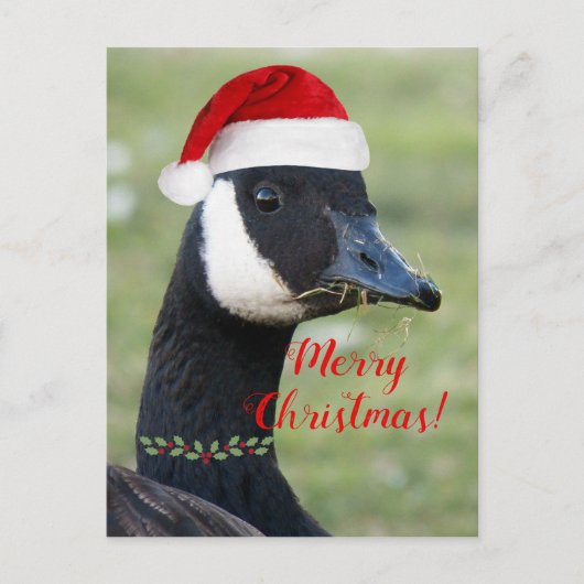 レッドサンタハットを着たカナダガチョウ シーズンポストカード (正面)