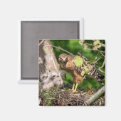 レッドショルダーホークマグネットのウォルター マグネット (正面/裏面)