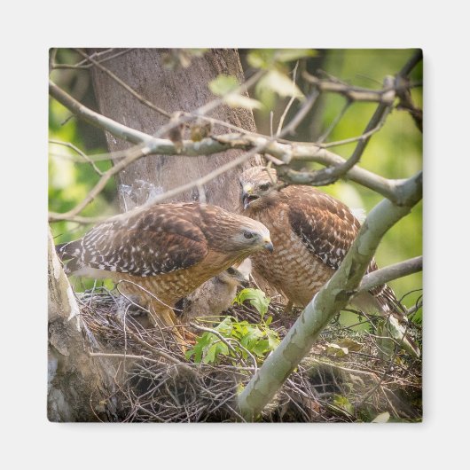 レッドショルダーホークマグネットのウォルター マグネット (正面)