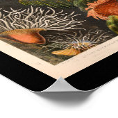 レッドシーアネモンヴィンテージイラストレーションプリント ポスター (角)