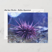 レッドシーウニ ポストカード (正面/裏面)