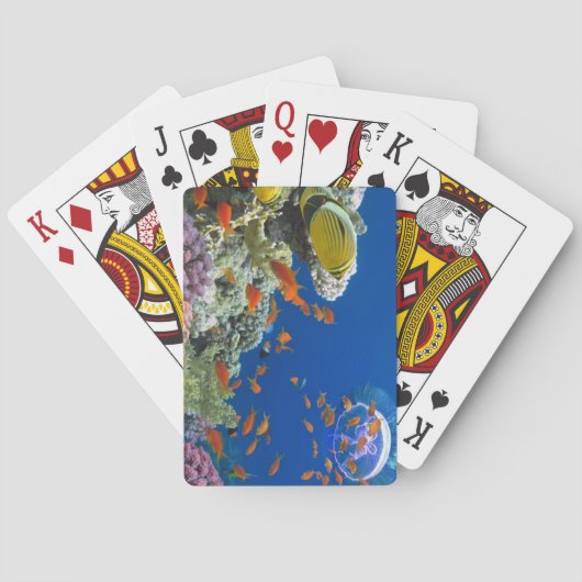 レッドシーコーラルリーフ(エジプト) トランプ (裏面)