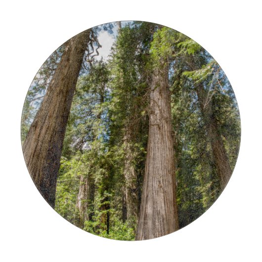 レッドシーダーツリー カッティングボード (正面)