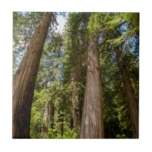 レッドシーダーツリー タイル (正面)