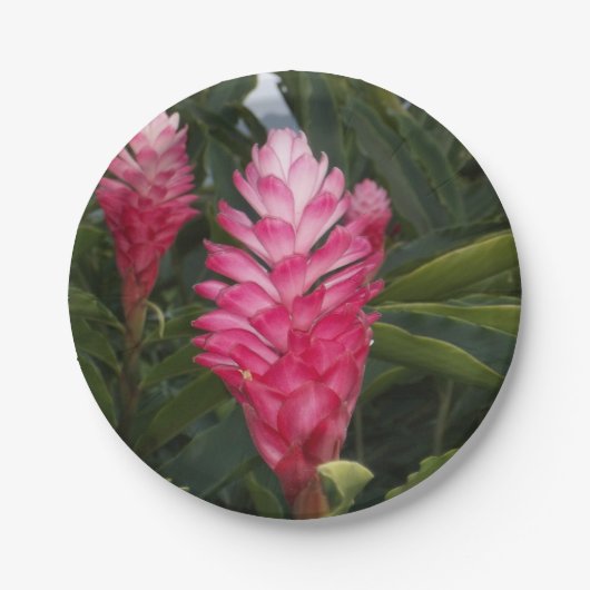 レッドジンジャー紙プレート ペーパープレート (正面)