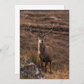 レッドスタグ招待状 招待状 (正面/裏面)