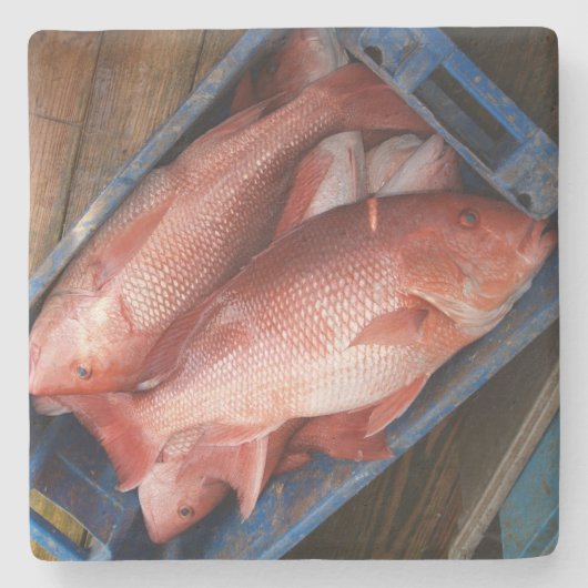 レッドスナッパースクエアコースター ストーンコースター (正面)