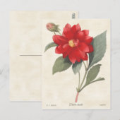 レッドダリアヴィンテージ植物学イラストレーション ポストカード (正面/裏面)