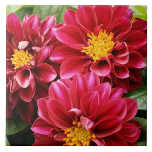 レッドダリア タイル (正面)