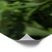 レッドダリア ポスター (角)