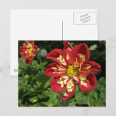 レッドダリア ポストカード (正面/裏面)