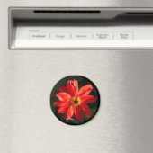 レッドダリア（ラダフ司教） マグネット (インサイチュ (食洗機))