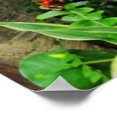 レッドダーツカエル ポスター (角)