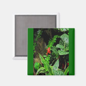 レッドダーツカエルCB マグネット (正面/裏面)