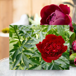 レッドチャーム牡丹はがき ポストカード