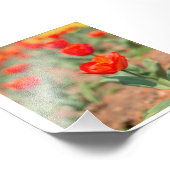 レッドチューリップガーデン フォトプリント (角)
