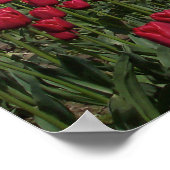 レッドチューリップフィールド ポスター (角)