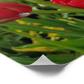 レッドチューリップ春 ポスター (角)