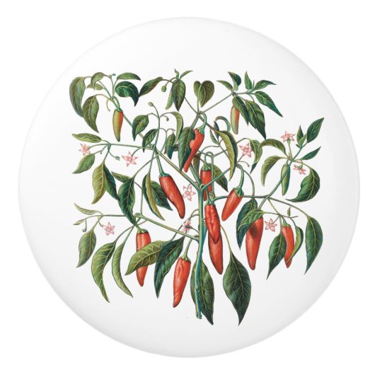 レッドチリペッパー植物丸いノブ セラミックノブ (正面)