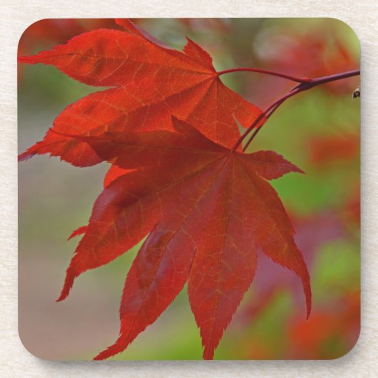 レッドツリー葉 コースター (正面)