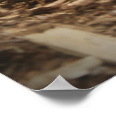 レッドテイルボア ポスター (角)