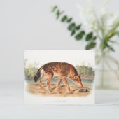 レッドテキサンウルフバイジョンウッドハウスオードゥボン ポストカード (スタンド正面)