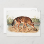 レッドテキサンウルフバイジョンウッドハウスオードゥボン ポストカード (正面/裏面)