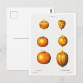 レッドテボタニカルイラストレーション「オレンジ」ポストカード ポストカード (正面/裏面)