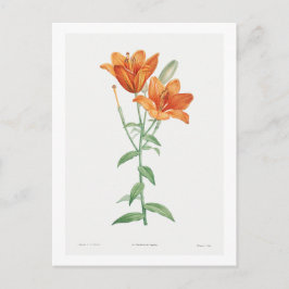 レッドテボタニカル「オレンジリリー」ポストカード ポストカード