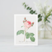 レッドテボタニカル「キャベツバラ」葉書 ポストカード (スタンド正面)