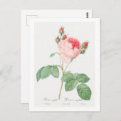 レッドテボタニカル「キャベツバラ」葉書 ポストカード (正面/裏面)