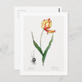 レッドテボタニカル「ディディエのチューリップ」ポストカード ポストカード (正面/裏面)