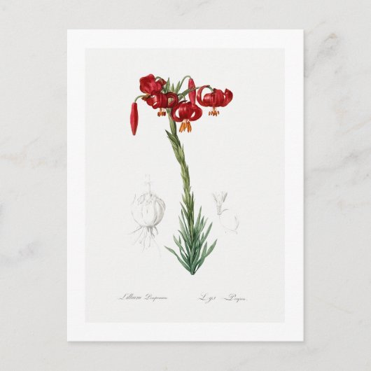 レッドテボタニカル「リリー」ポストカード ポストカード (正面)