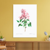 レッドテヴィンテージ植物学中国の「薄紫」 キャンバスプリント (インサイチュ (リビング))