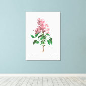 レッドテヴィンテージ植物学中国の「薄紫」 キャンバスプリント (インサイチュ (ウッドフロア))