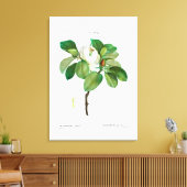 レッドテヴィンテージ植物学「マグノリア」 キャンバスプリント (インサイチュ (リビング))