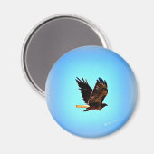 レッドテールホーク写真 マグネット (正面/裏面)