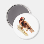 レッドテールホーク マグネット (正面/裏面)