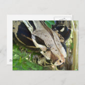 レッドテールボア ポストカード (正面/裏面)